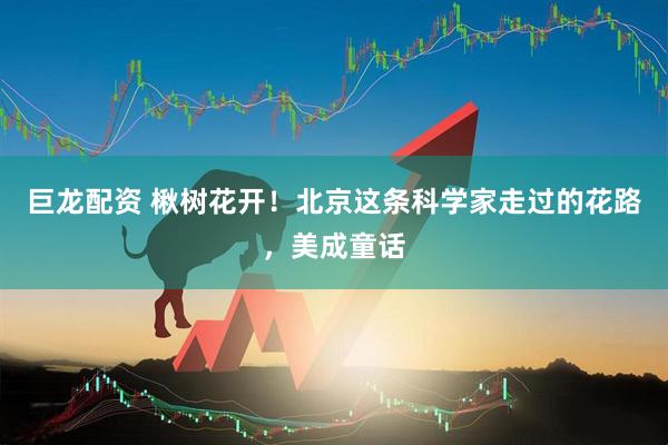 巨龙配资 楸树花开！北京这条科学家走过的花路，美成童话